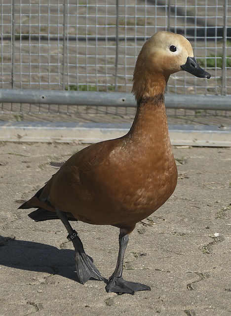 常规赛策