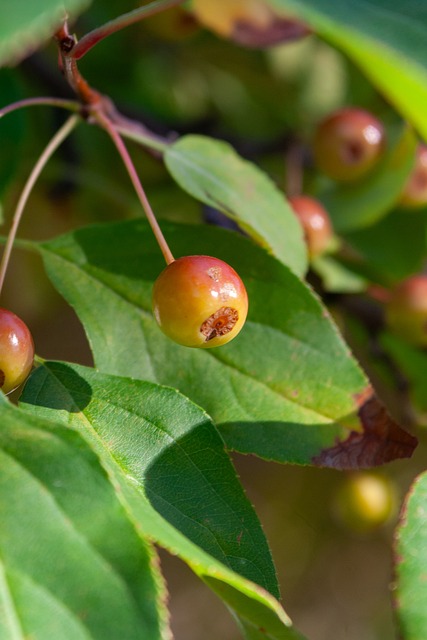 新疆95-96深圳遭3坏消息！外援配置糟糕，外线防守拉胯，欠缺领袖